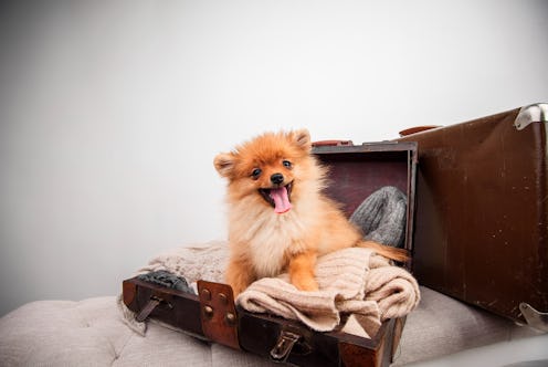 Lots of pet-friendly businesses are having Dogtoberfest events.