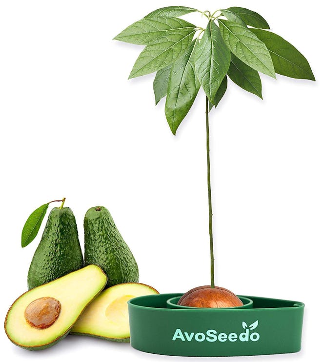AvoSeedo Avocado Bowl