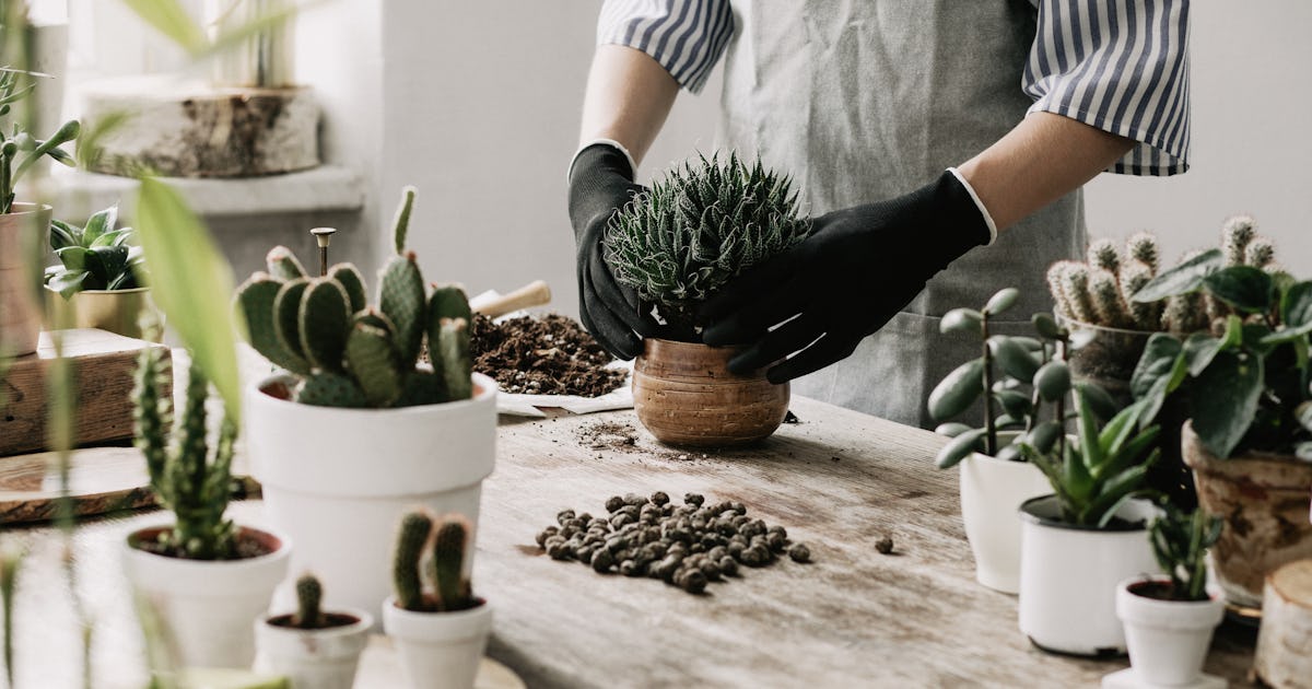 The 10 Best Pots For Indoor Plants
