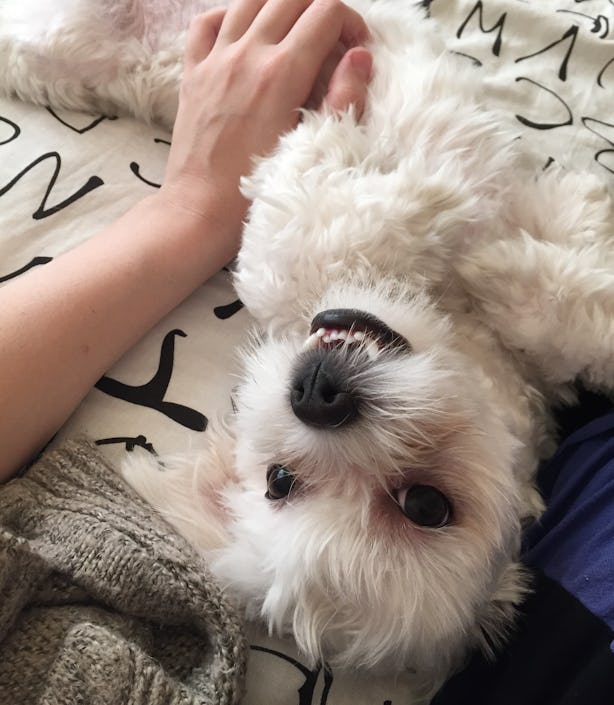 12 Dog Breeds That Are Couch Potatoes & Perfect For The NotSoActive