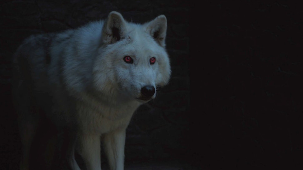 Is Ghost In Game Of Thrones Season 8 Jon Snow S Direwolf Has
