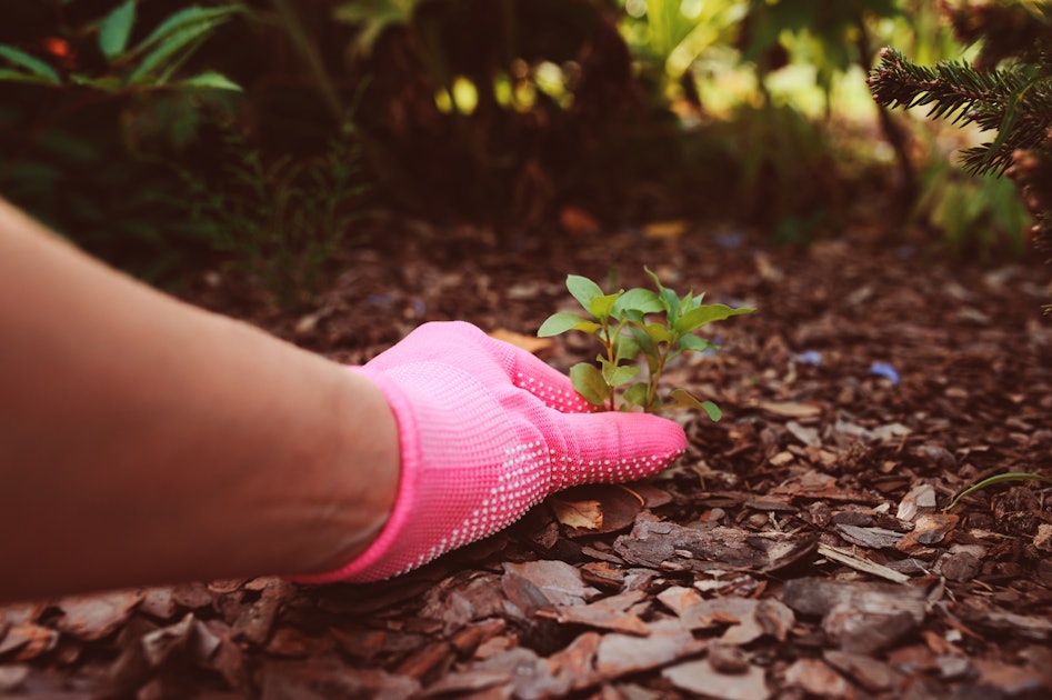 The 3 Best Gardening Gloves For Poison Ivy