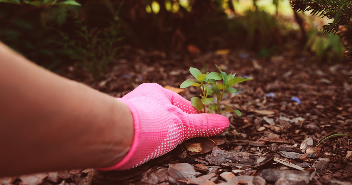 The 3 Best Gardening Gloves For Poison Ivy