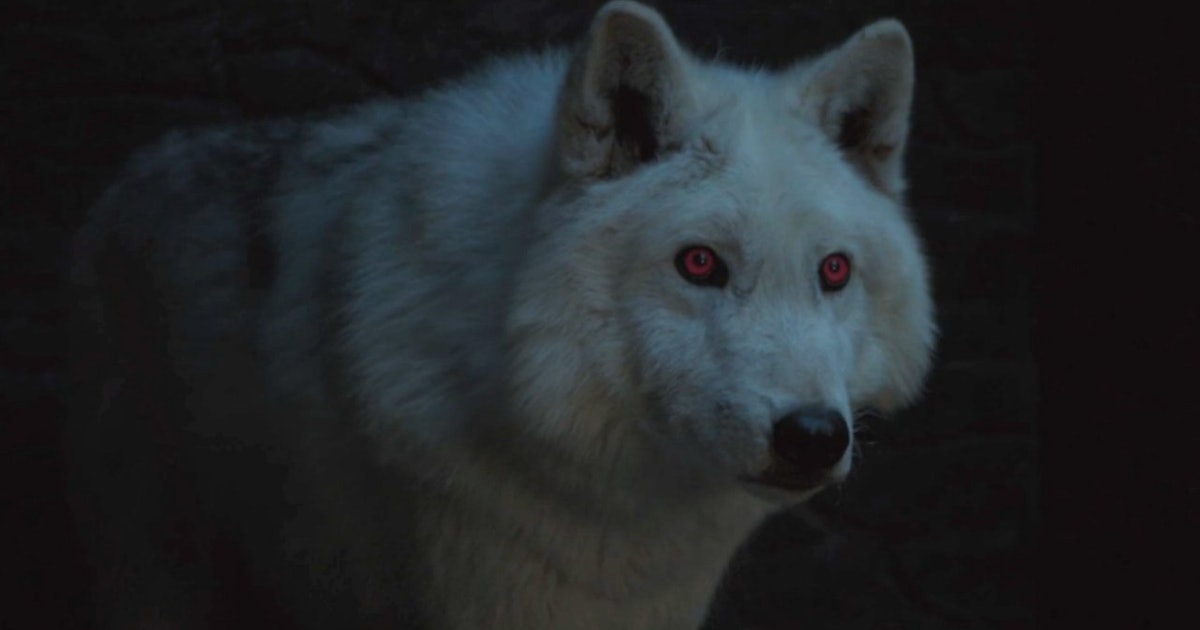 Will Ghost Be In Game Of Thrones Season 8 Fans Are Starting To