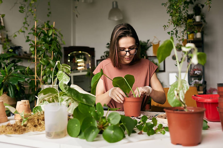 Lidl's New Air Purifying Plants Are Here To Make You The Ultimate Plant Mum & Give You Fresh Air