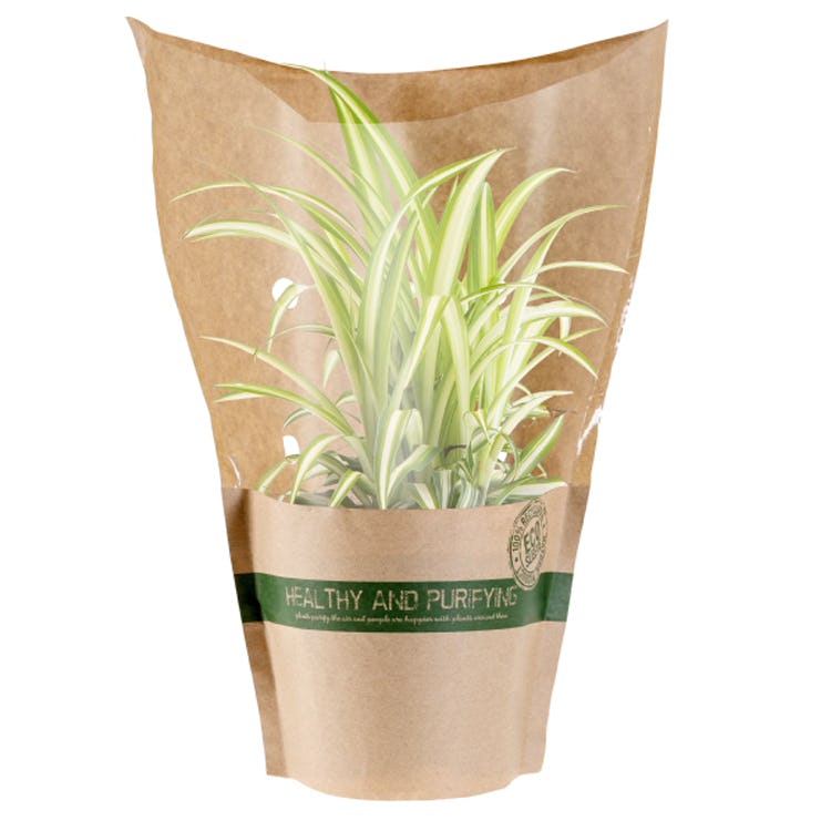 Lidl's New Air Purifying Plants Are Here To Make You The Ultimate Plant Mum & Give You Fresh AF Air