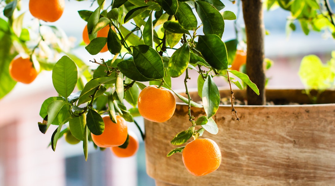 Get Indoor Citrus Trees Are The Next Big Thing In Home Decor Here S For Free Get Wallpaper Indoor Citrus Trees Are The Next Big Thing In Home Decor Here S HD