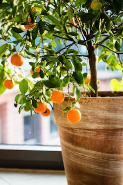 Little orange indoor tree next to a window in a pot