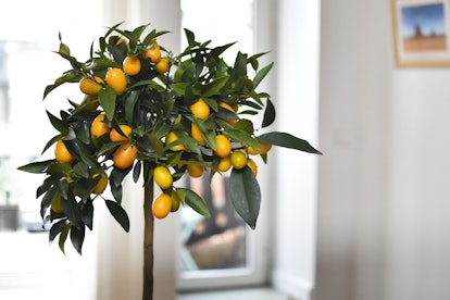 Indoor citrus tree in a room