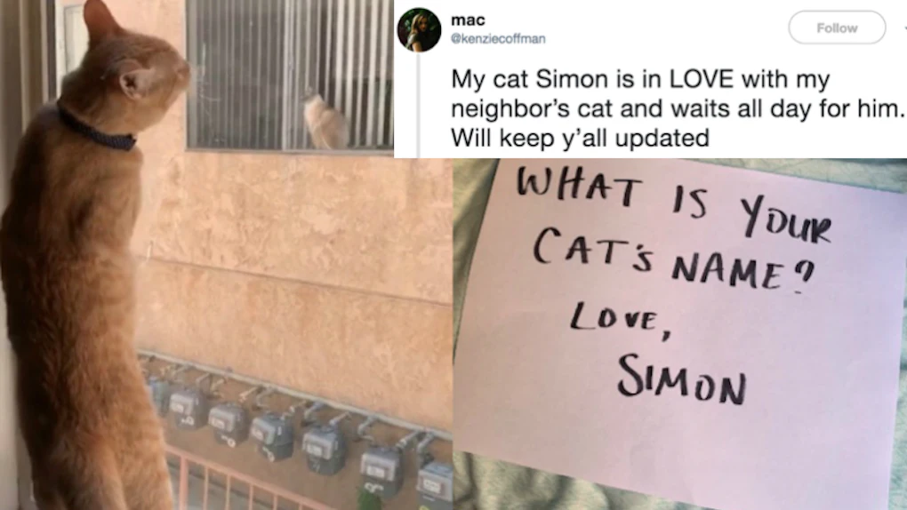 This Viral Twitter Story About Two Cats In Love Will Have You Swooning