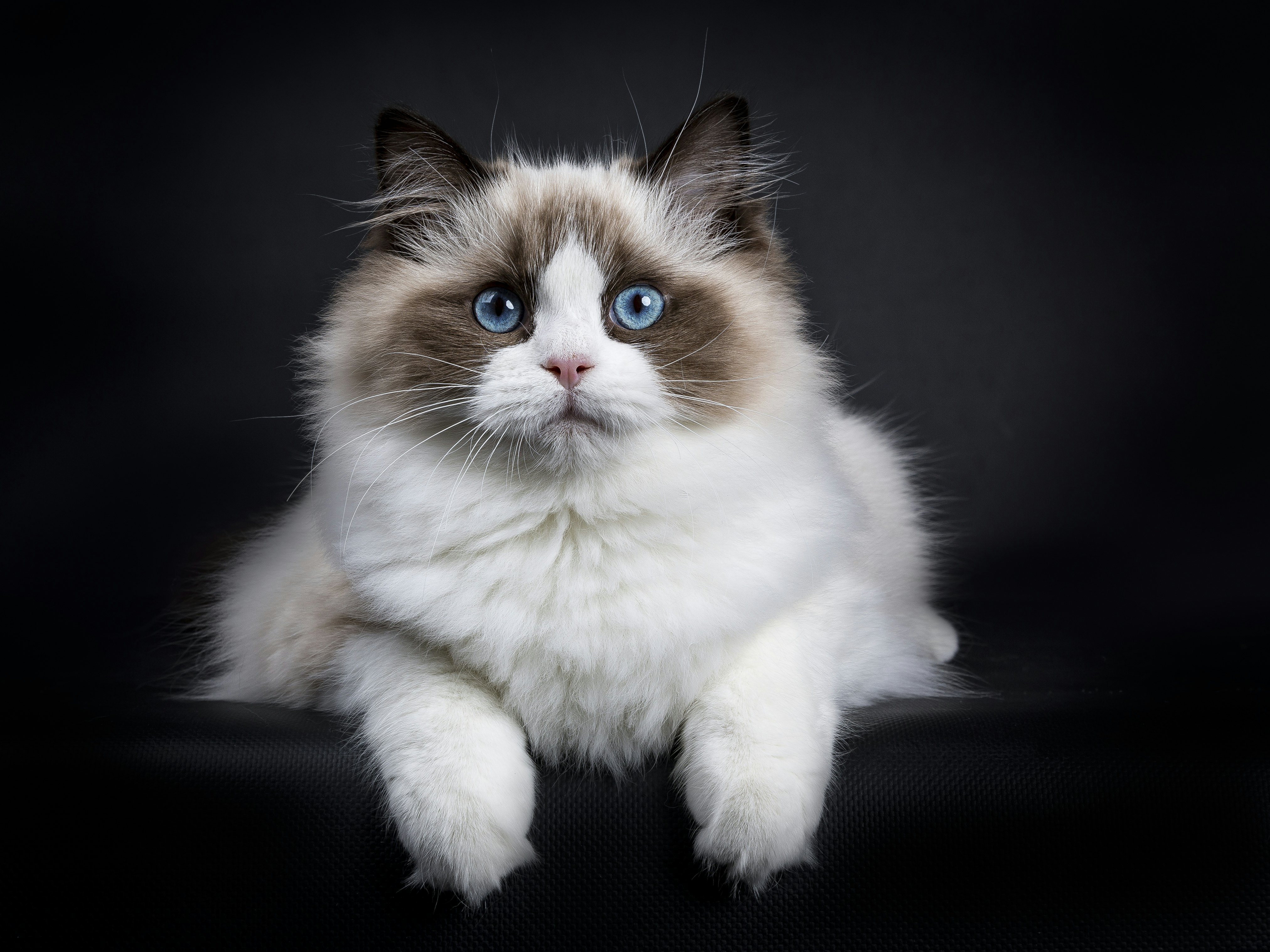 best cat breeds to own