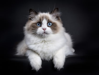 8 Best Cat Breeds For First-Time Owners