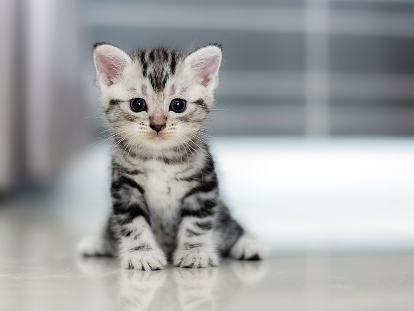 8 Best Cat Breeds For First-Time Owners