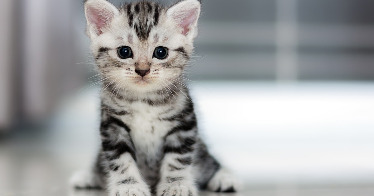 8 Best Cat Breeds For First Time Owners