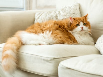 8 Signs Your Cat Is Secretly Mad At You That Are Super Subtle