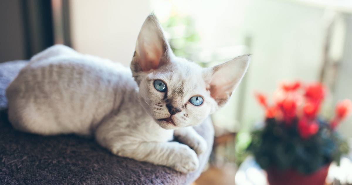 9 Cat Breeds That Don’t Shed Much For People Who Are Sensitive To It