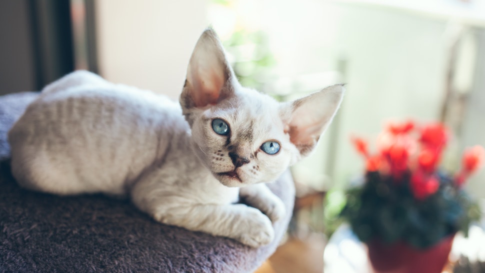 9 Cat Breeds That Don T Shed Much For People Who Are Sensitive To It