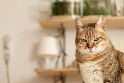 6 Subtle Signs Your Cat is Secretly Mad At You – Meowingtons