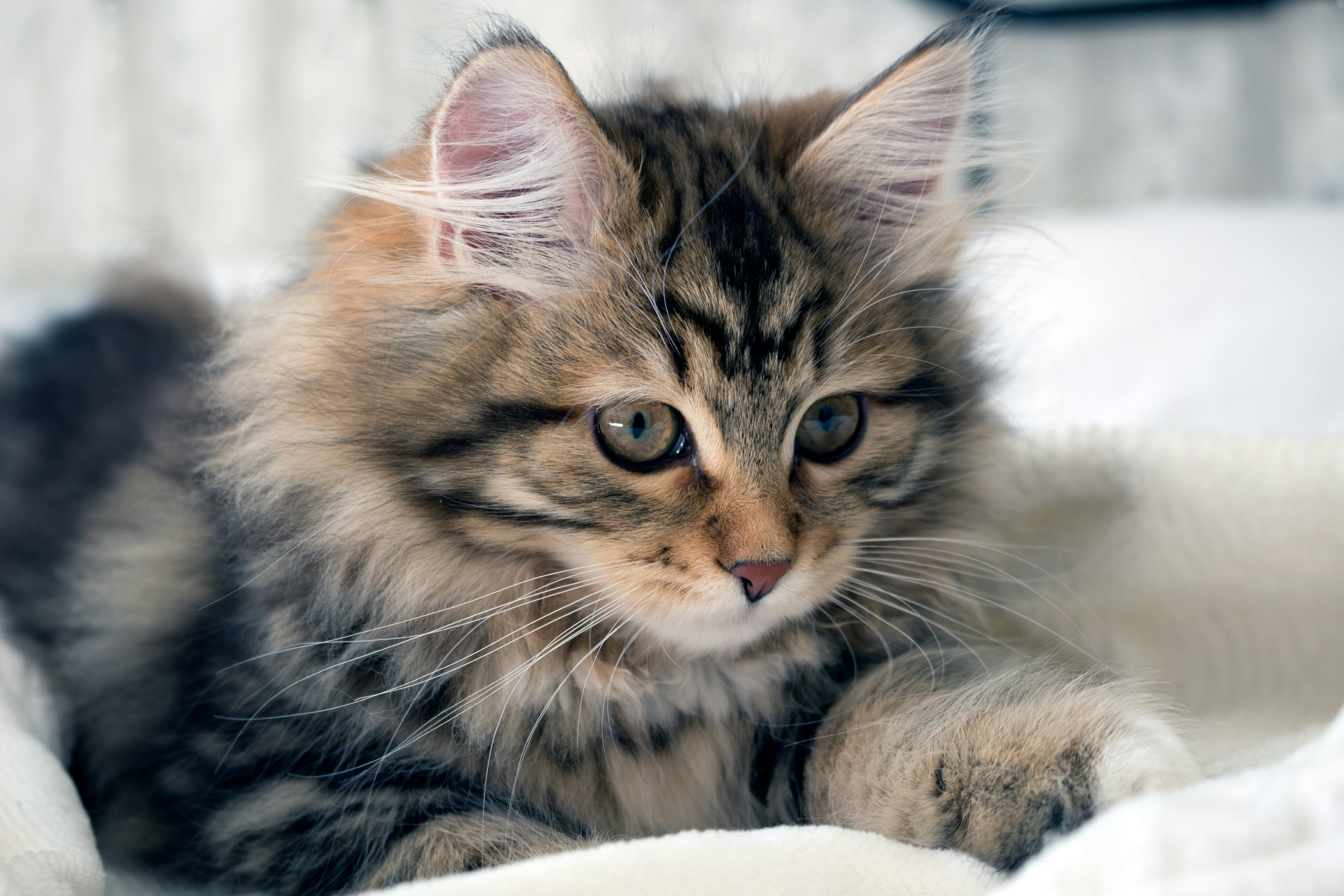 9 Cat Breeds That Don't Shed Much For 