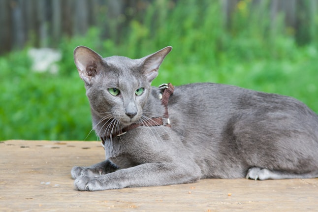 9 Cat Breeds That Donâ€™t Shed Much For People Who Are 