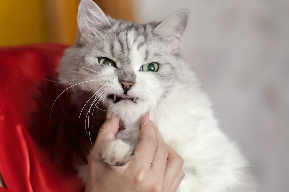 Scruffing: Is It a Good Way to Handle an Angry Cat? – Tabcat US