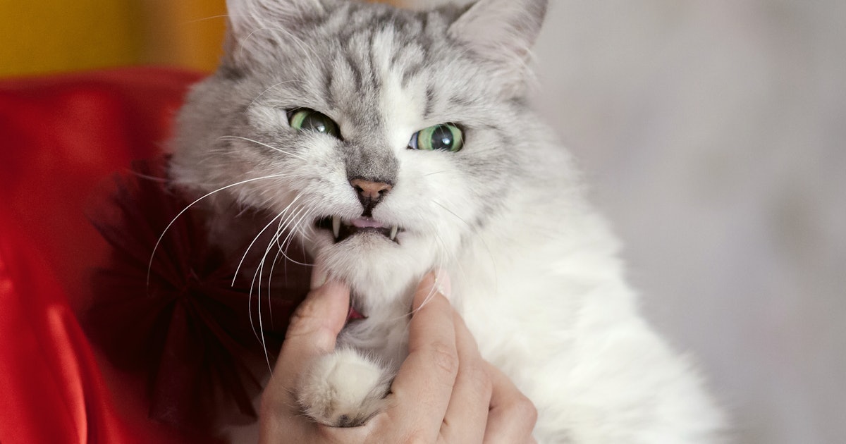 8 Signs Your Cat Is Secretly Mad At You That Are Super Subtle
