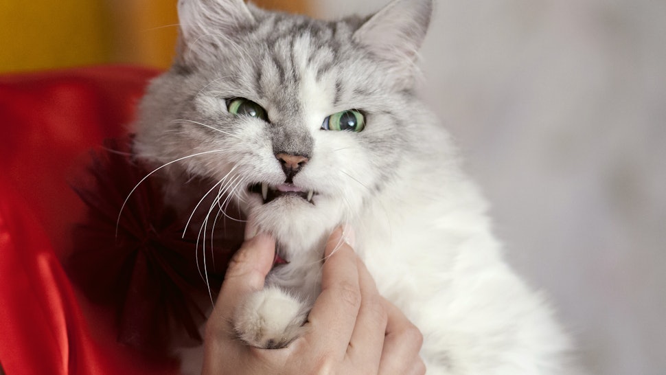 8 Signs Your Cat Is Secretly Mad At You That Are Super Subtle 8 Signs Your Cat Is Secretly Mad At You That Are Super Subtle