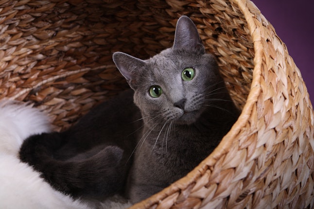 9 cat breeds that don’t shed much for people who are