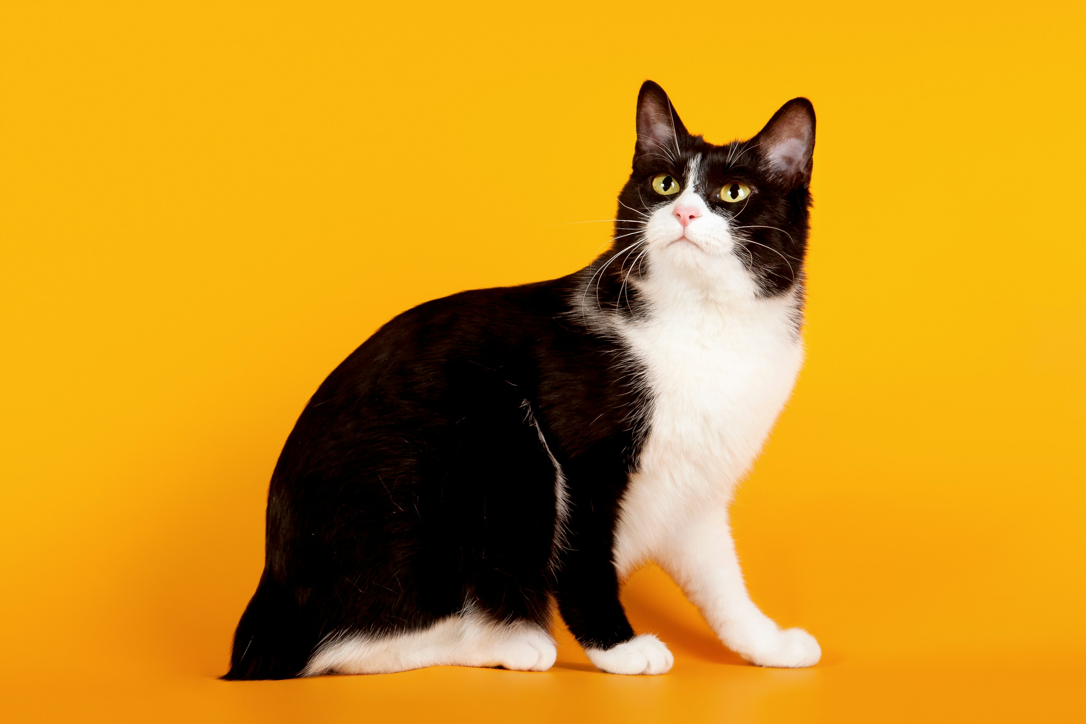 9 Cat Breeds That Don T Shed Much For People Who Are Sensitive To It