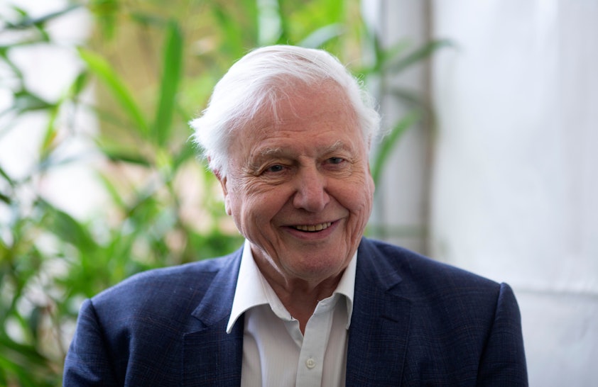 The Best David Attenborough TV Moments, Because The Nation's Granddad ...