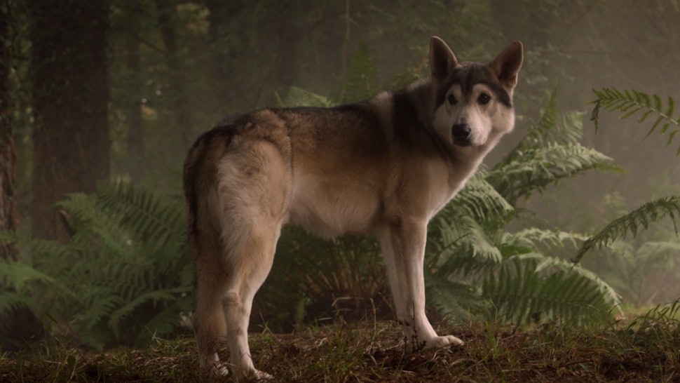 Image result for nymeria and ghost
