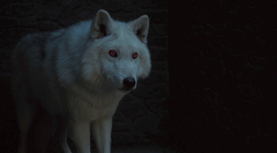 Will Ghost Die In Game Of Thrones Season 8 Jon S Direwolf May