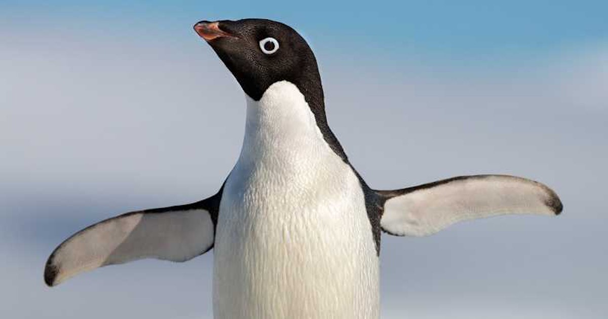 korean actress fakes nude penguin dating