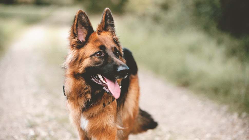 7 Best Dog Breeds For Aries Zodiac Signs