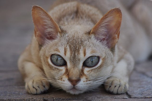 5 Smartest Cat Breeds To Adopt If You Want A Clever Companion