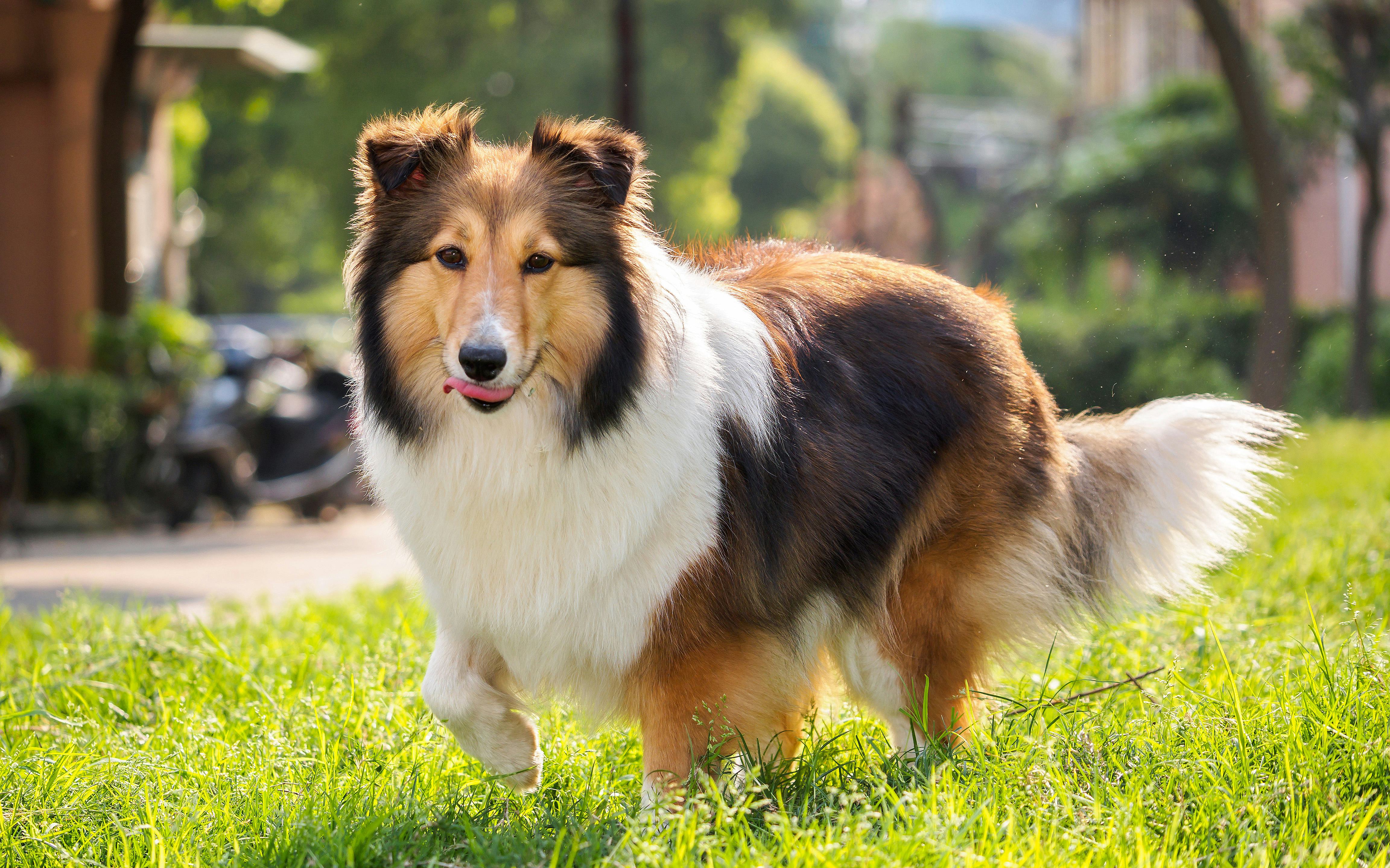 Best dog store breed for aries