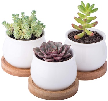 StarPack Premium Succulent Planter Pot Set (Set of 3)