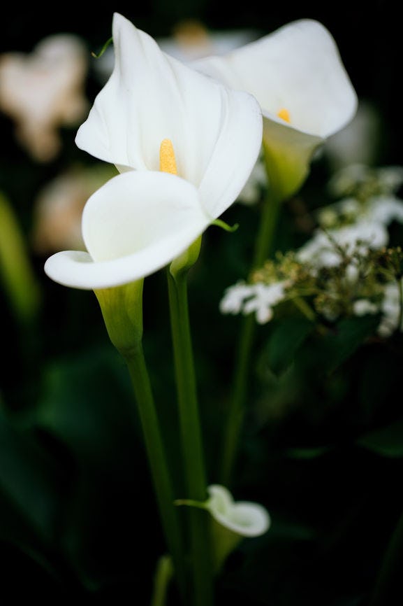 These 11 Best Flowers For Your Hair Will Keep Your Music Festival Look