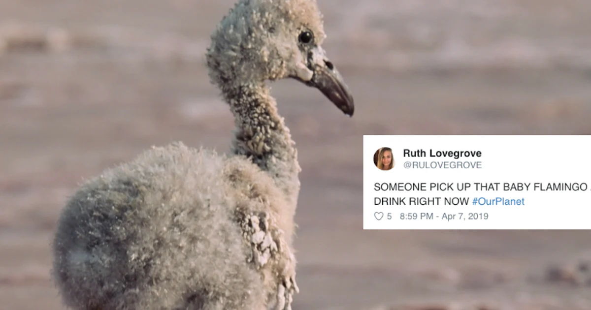 What Happened To The Baby Flamingo On Our Planet This What Happened To The Baby Flamingo On Our Planet This