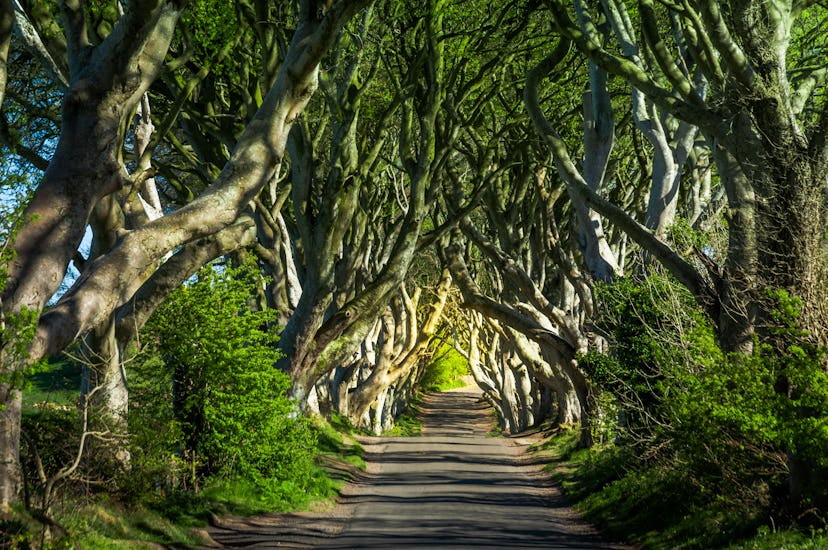 Street of beech trees in Northern Ireland known as the Kingsroad.