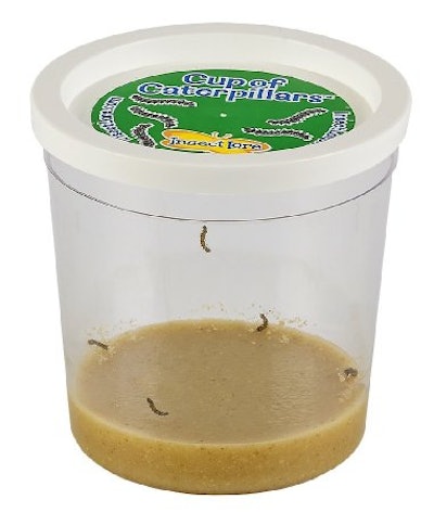 Insect Lore Live Cup of Caterpillars