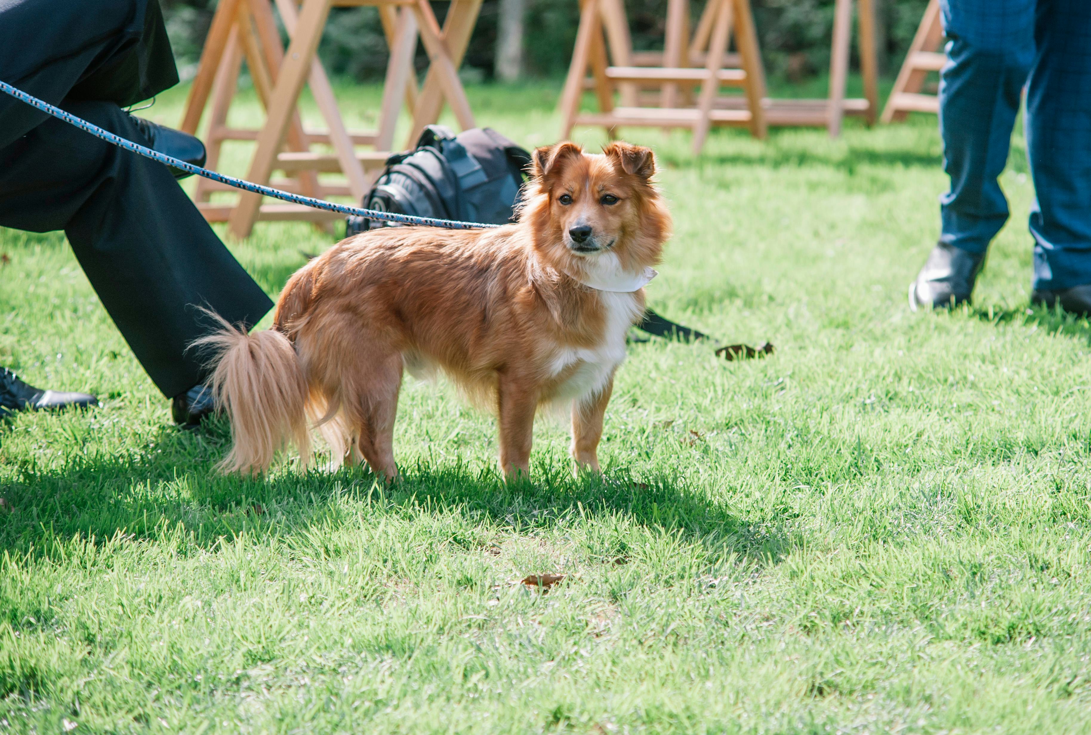 How To Train Your Dog To Walk Down The Aisle At Your Wedding, According