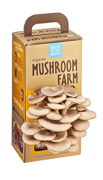 Back to the Roots Organic Mushroom Farm