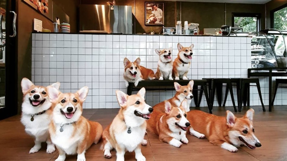 This Corgi Cafe In Bangkok Is Run With The Help Of 13 This Corgi Cafe In Bangkok Is Run With The Help Of 13