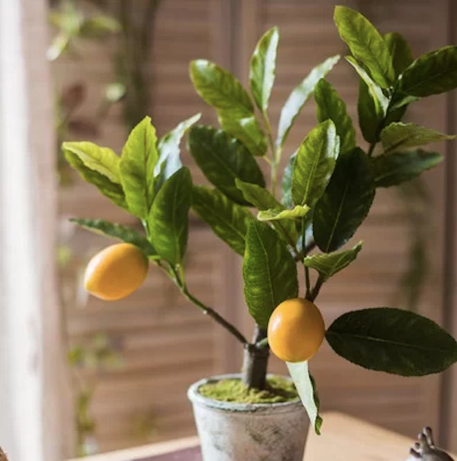 Small Lemon Bonsai Plant In Planter