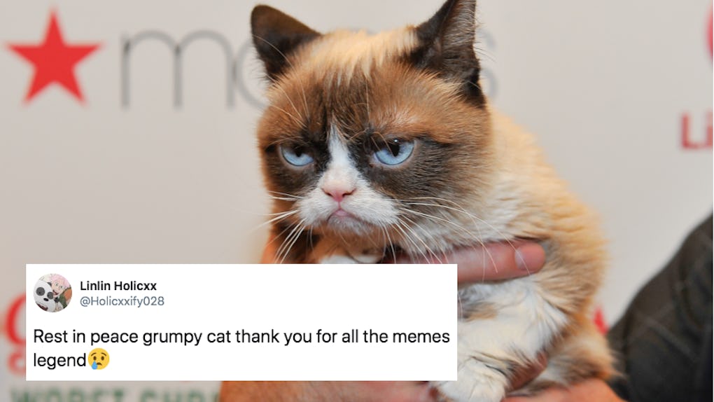 Here Are The 14 Best Grumpy Cat Memes To Honor The Most Legendary Feline Ever