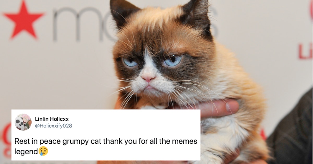 Here Are The 14 Best Grumpy Cat Memes To Honor The Most Legendary