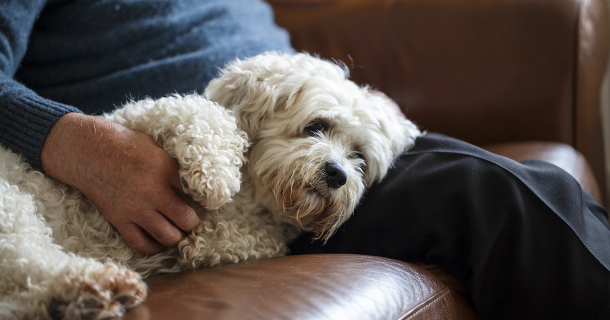 9 Dog Breeds To Adopt If You Want A Lap Dog