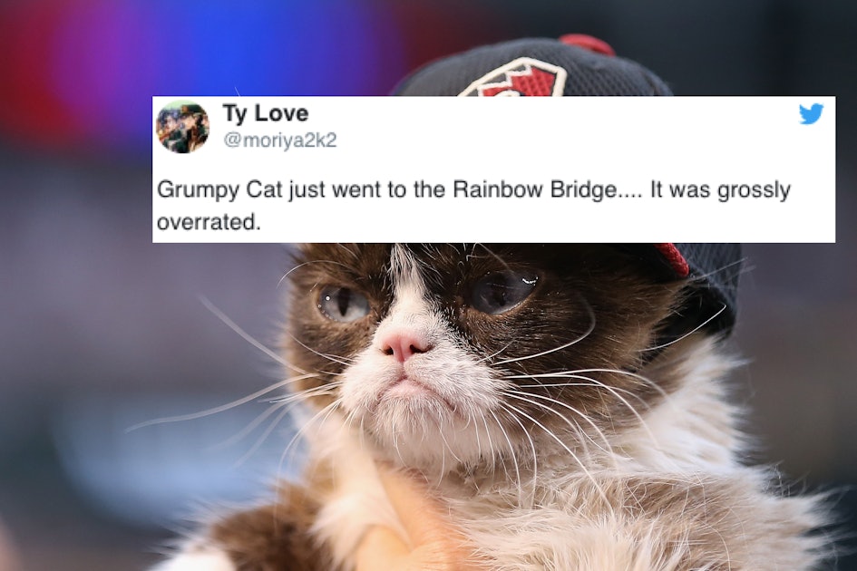 Grumpy Cat's funniest memes in honor of the famous feline's death