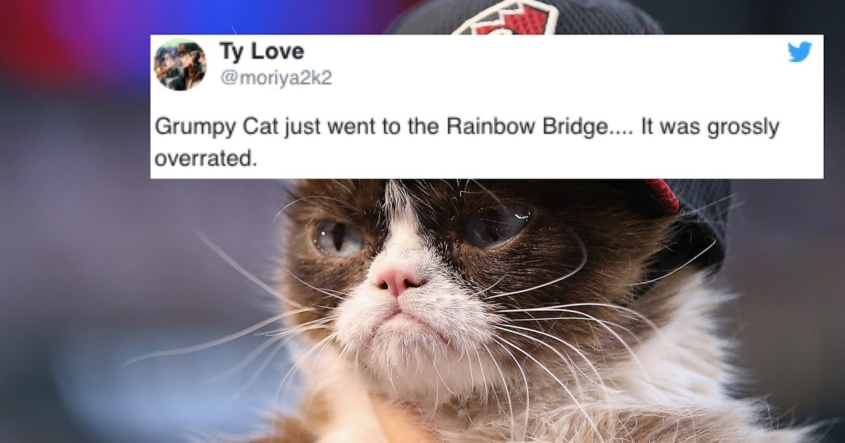 Tweets About Grumpy Cat In Heaven Are A Heartwarming Hilarious Tribute To The Icon Tweets About Grumpy Cat In Heaven Are A Heartwarming Hilarious Tribute To The Icon